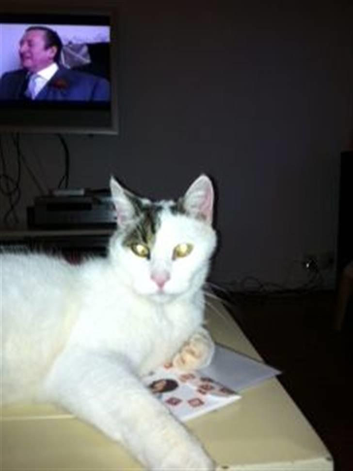 Huskat Samson billede 8