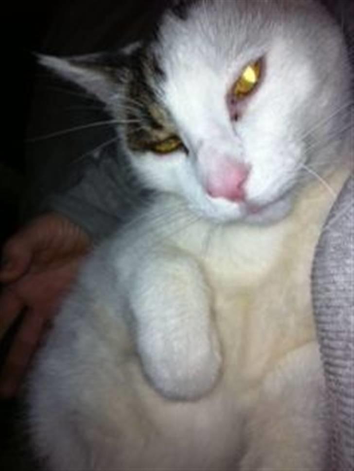 Huskat Samson billede 9