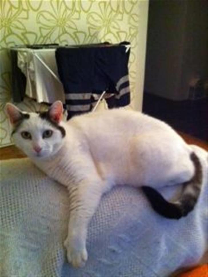 Huskat Sally billede 7