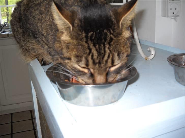 Huskat Ras billede 1