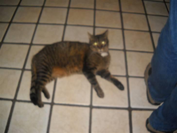 Huskat Ras billede 2