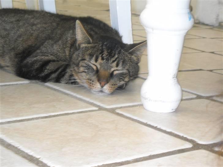 Huskat Ras billede 3