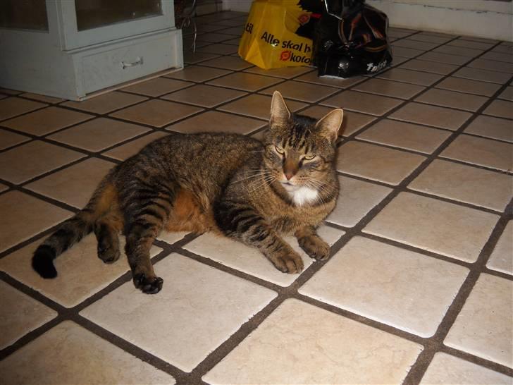 Huskat Ras billede 4