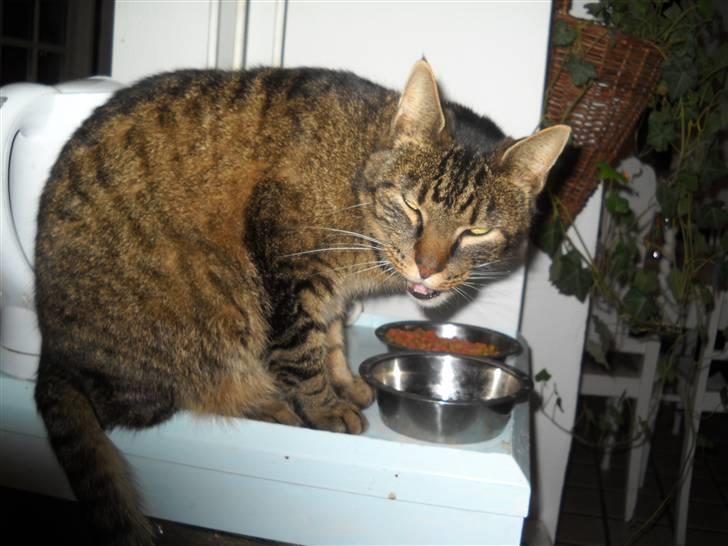 Huskat Ras billede 5