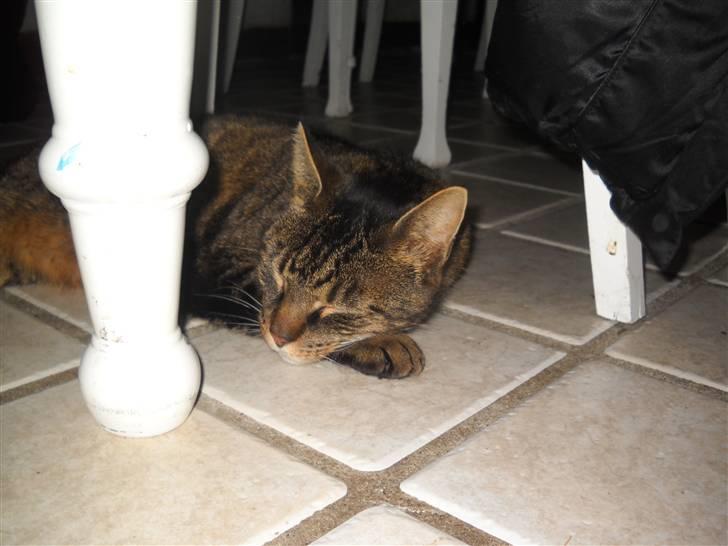 Huskat Ras billede 6