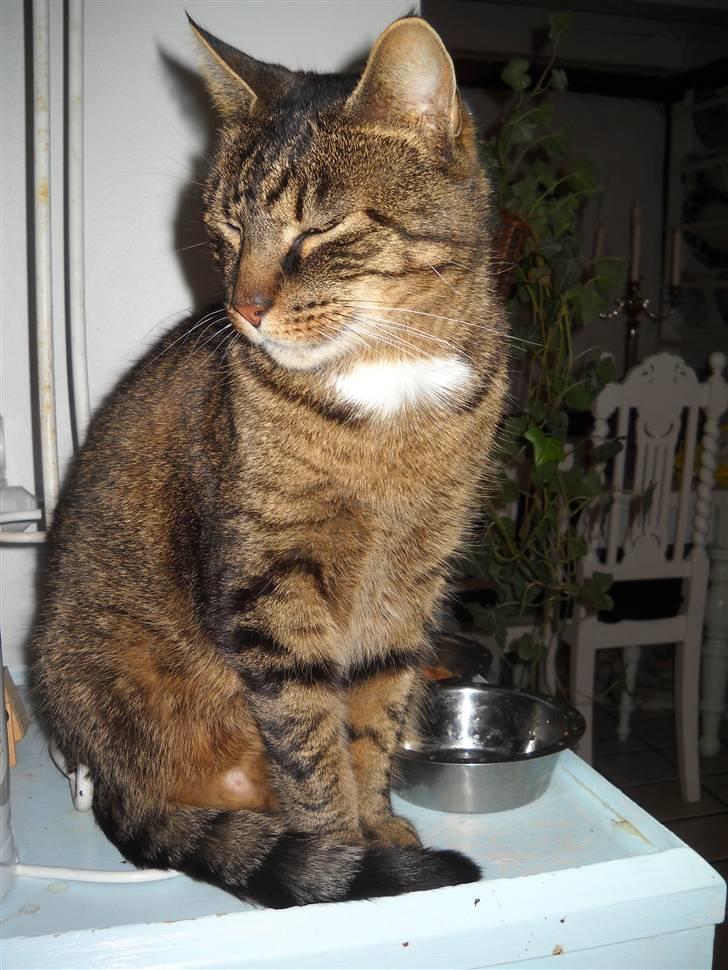 Huskat Ras billede 7