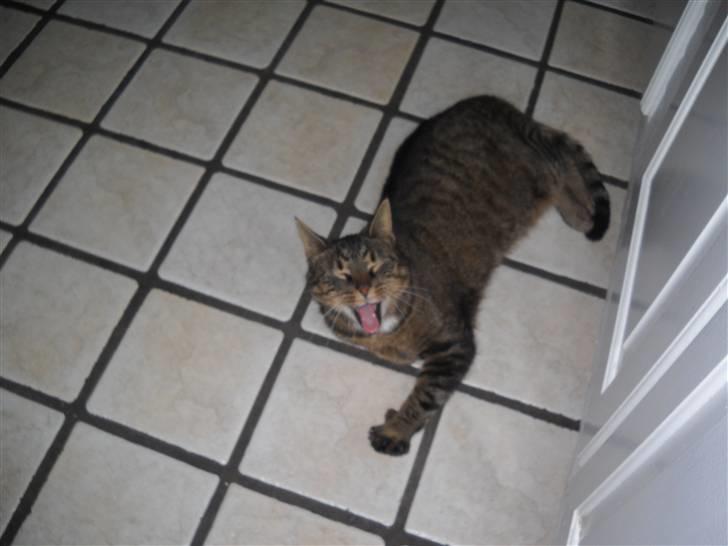 Huskat Ras billede 8