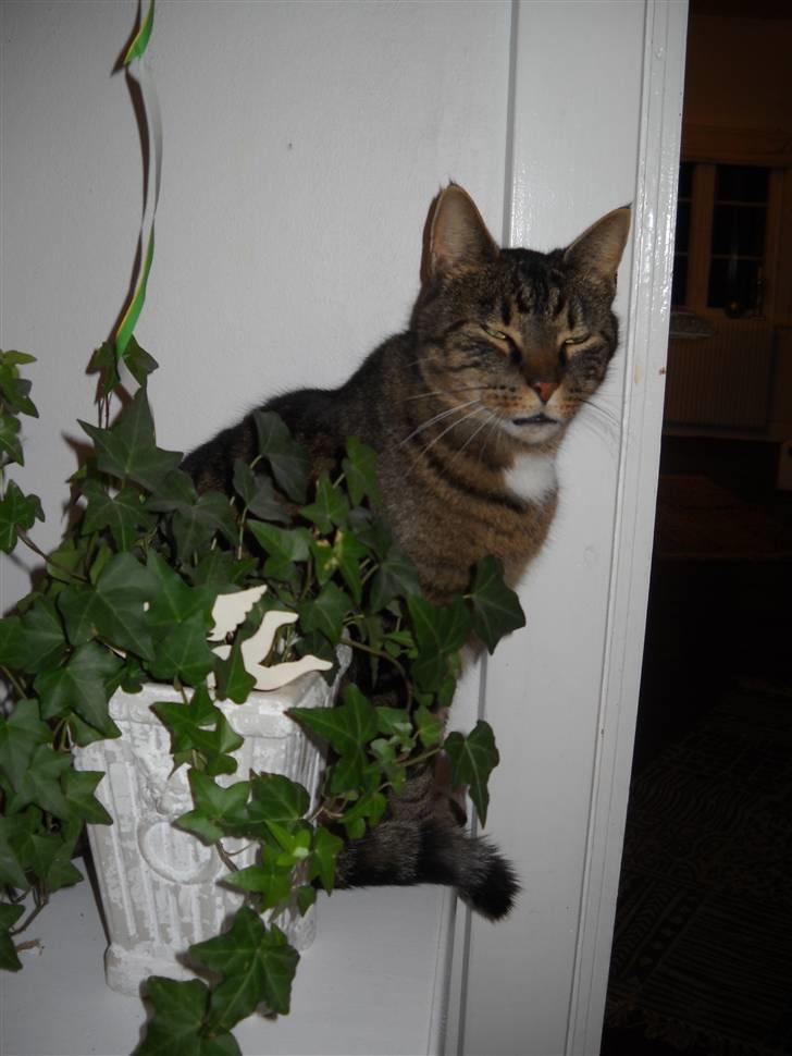 Huskat Ras billede 9