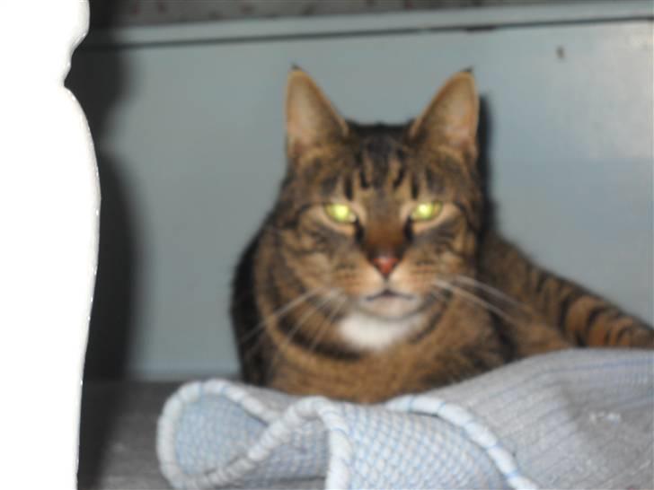 Huskat Ras billede 10