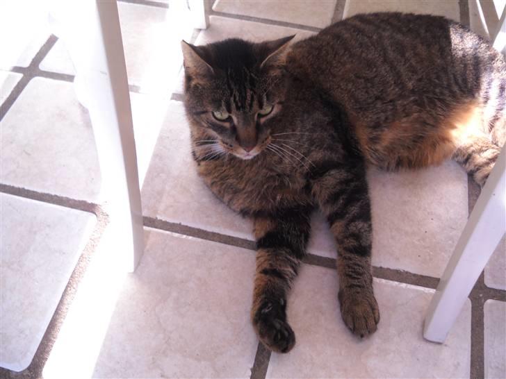 Huskat Ras billede 11