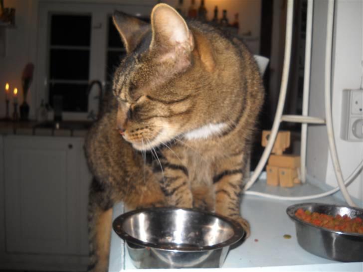 Huskat Ras billede 12