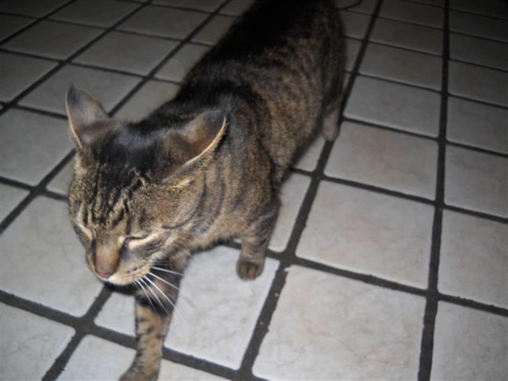 Huskat Ras billede 13