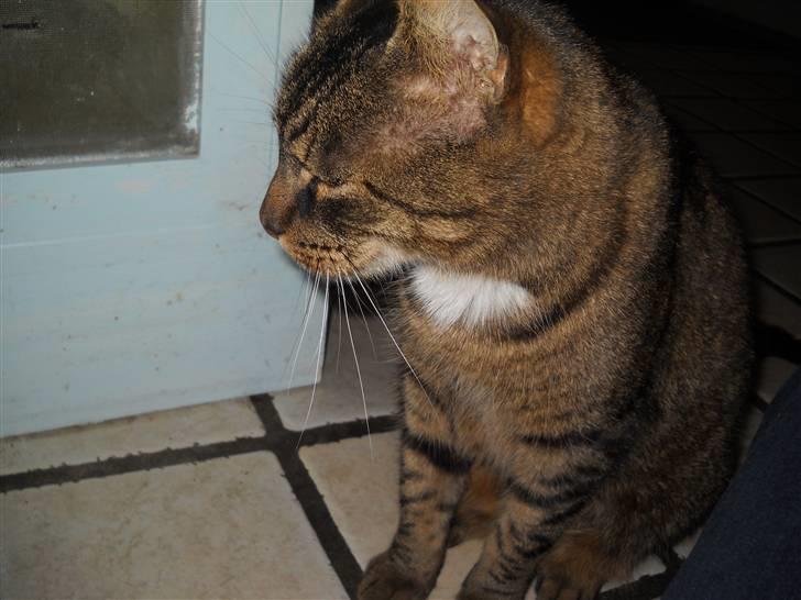 Huskat Ras billede 14