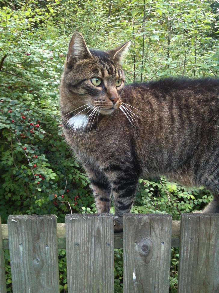 Huskat Ras billede 15