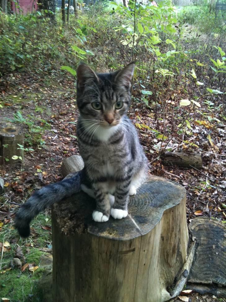 Huskat Mitsy billede 1