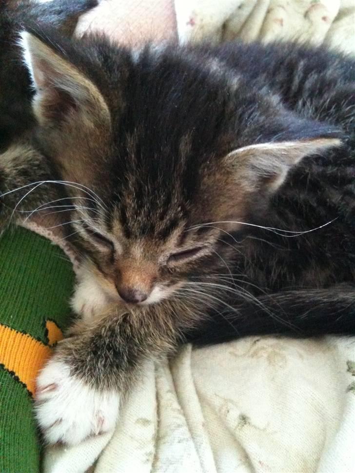 Huskat Mitsy billede 2