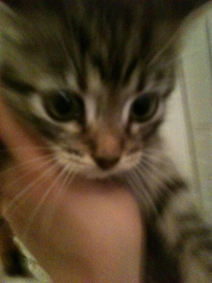 Huskat Mitsy billede 3