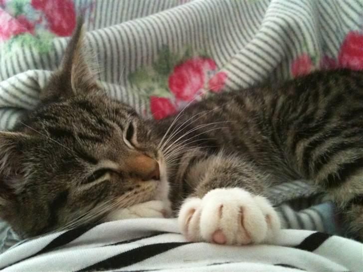 Huskat Mitsy billede 4