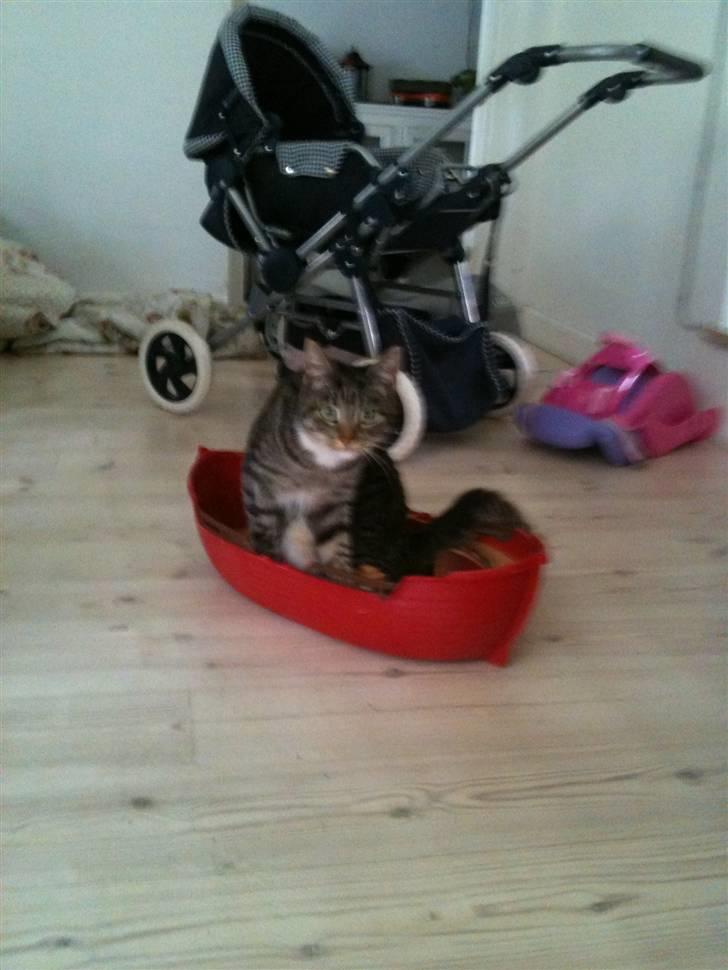 Huskat Mitsy billede 5