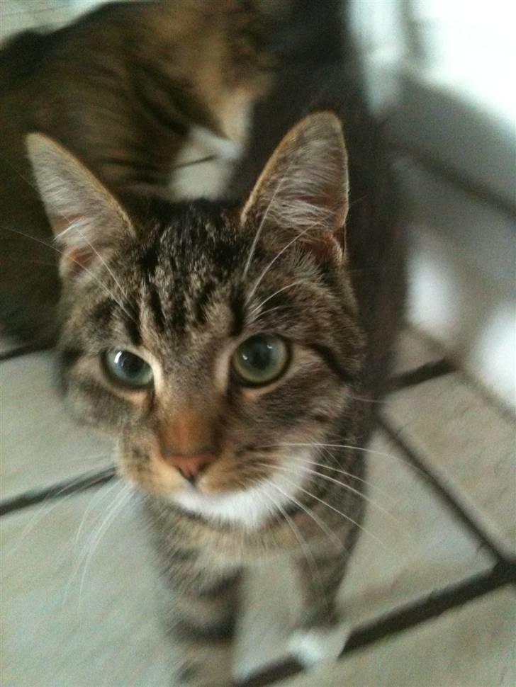 Huskat Mitsy billede 6