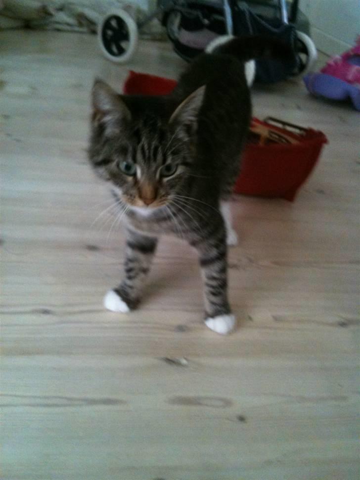 Huskat Mitsy billede 7