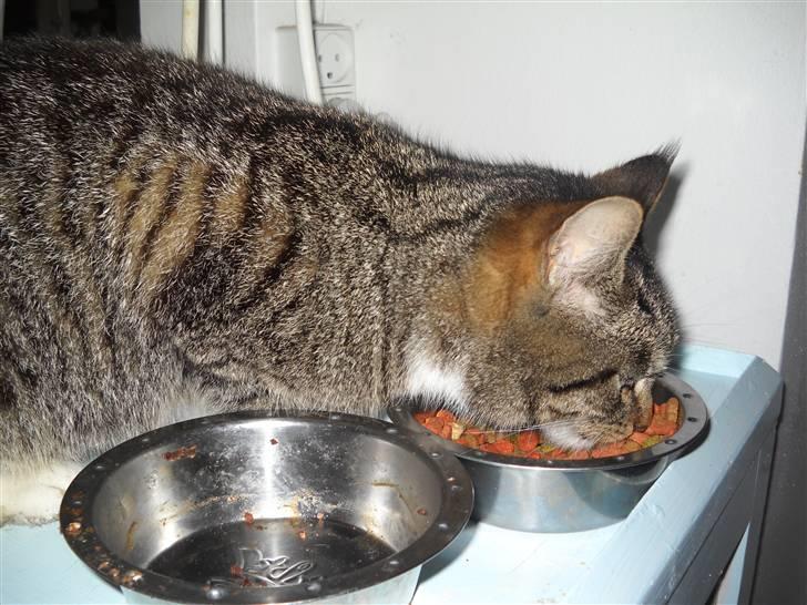 Huskat Mitsy billede 8