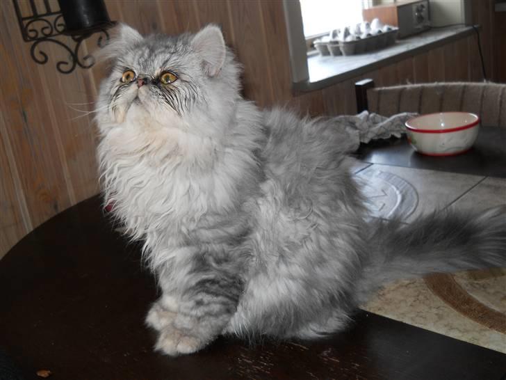 Perser santa - 5 mdr billede 12