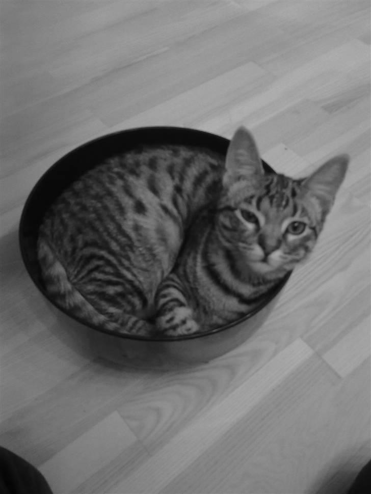 Blanding af racer mynte R.I.P. <3 - hihi da mynte skulle vejes ;D billede 1