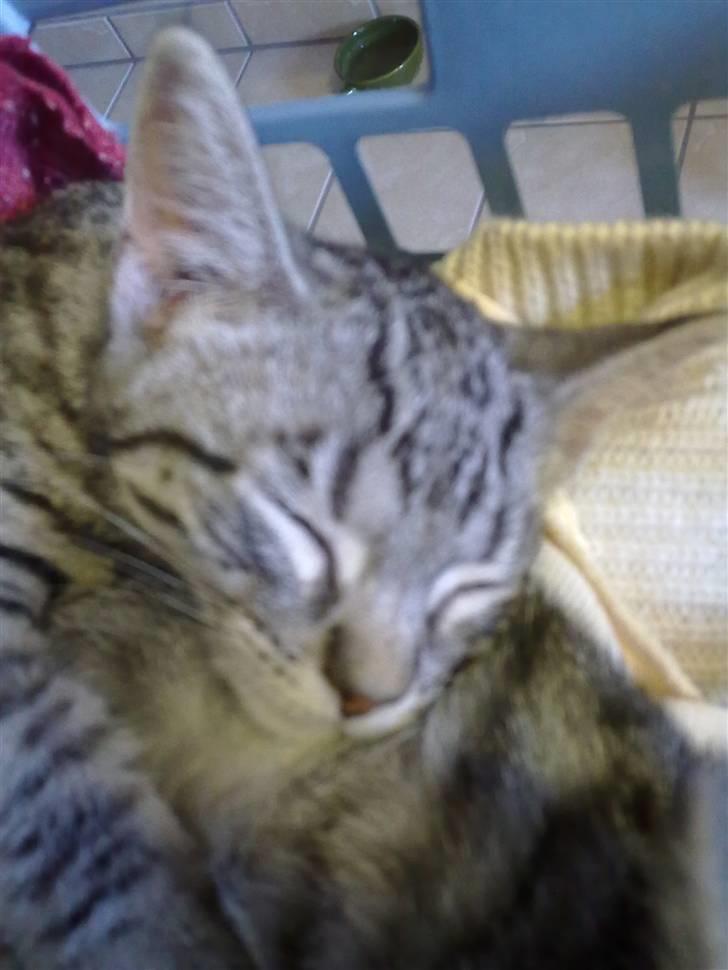 Blanding af racer mynte R.I.P. <3 - de sover i det rene vasketøj :) billede 2