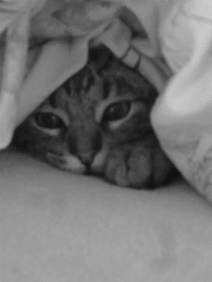 Blanding af racer mynte R.I.P. <3 - <3 billede 3