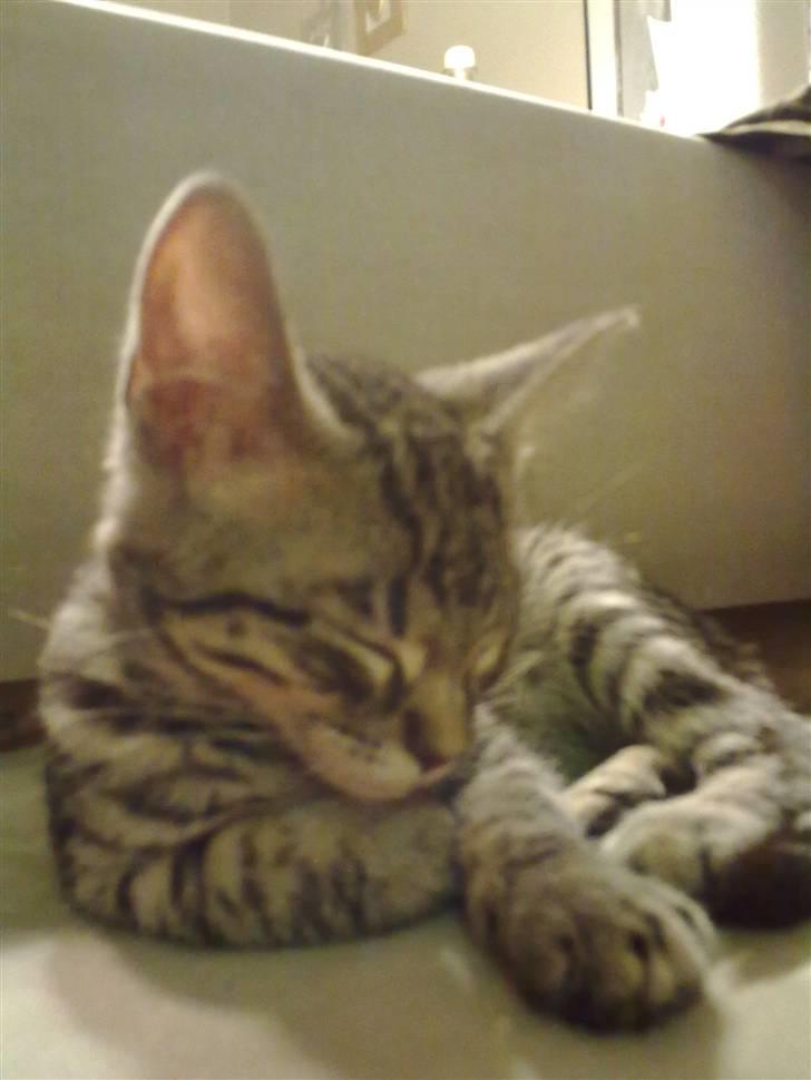 Blanding af racer mynte R.I.P. <3 - kæmpe øre billede 4