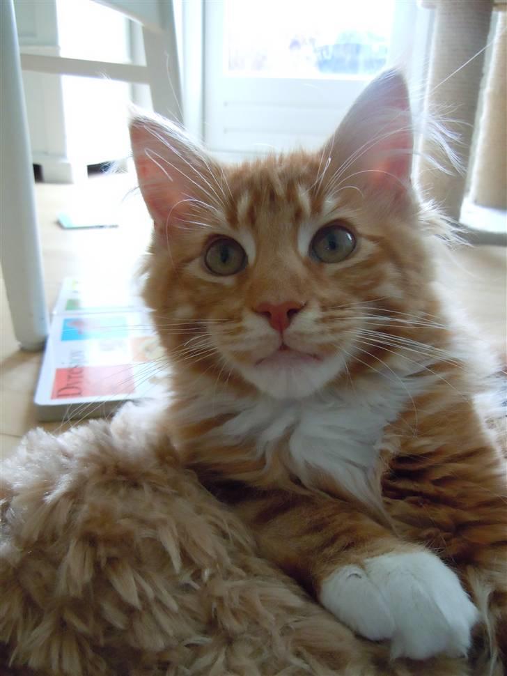 Maine Coon DK Bjørnholts Bernardino billede 15