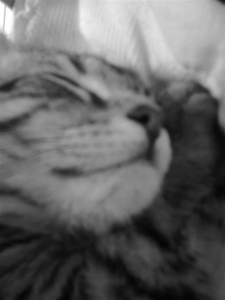 Blanding af racer mynte R.I.P. <3 - mynte er træt billede 5