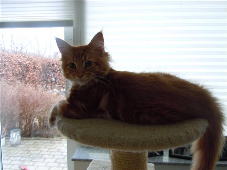 Maine Coon DK Bjørnholts Bernardino billede 16