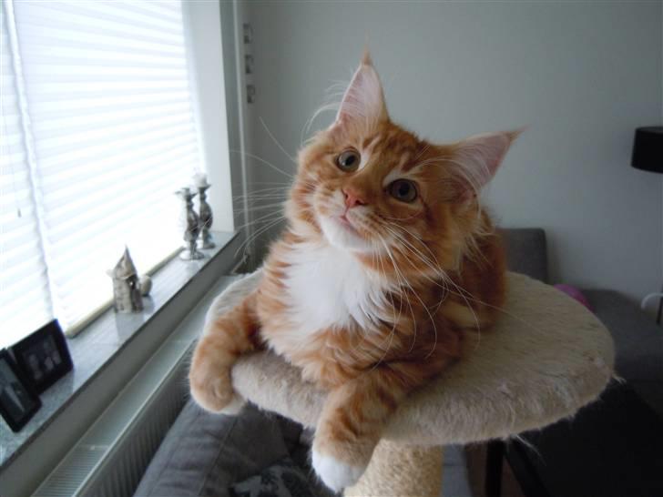 Maine Coon DK Bjørnholts Bernardino billede 17