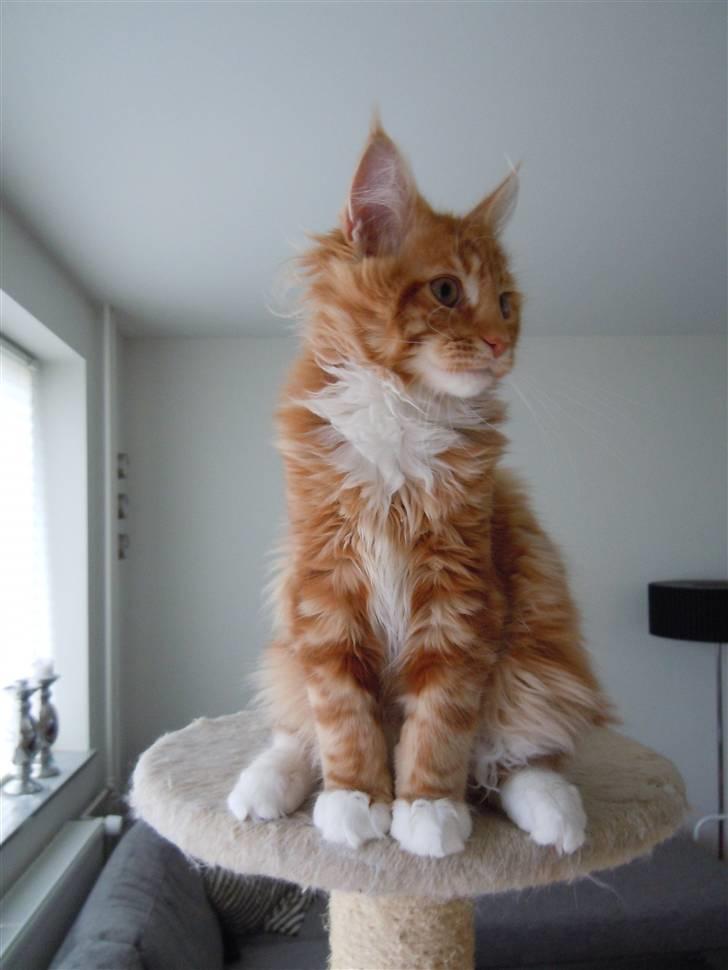 Maine Coon DK Bjørnholts Bernardino billede 18