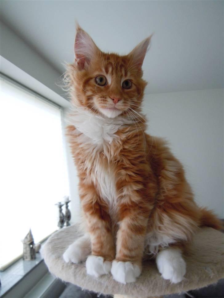 Maine Coon DK Bjørnholts Bernardino billede 19