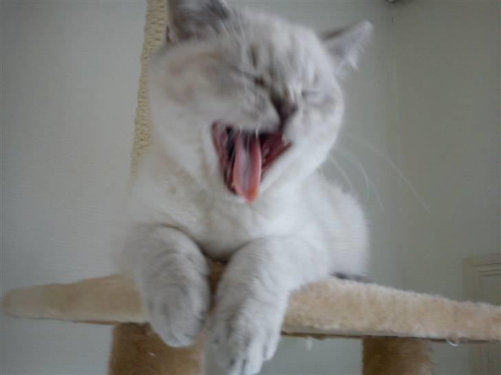 British Shorthair DK Figi's Anna- Laurette billede 1