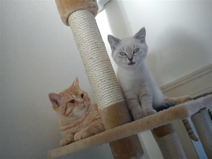 British Shorthair DK Figi's Anna- Laurette billede 2