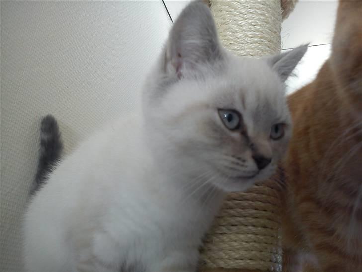 British Shorthair DK Figi's Anna- Laurette billede 3