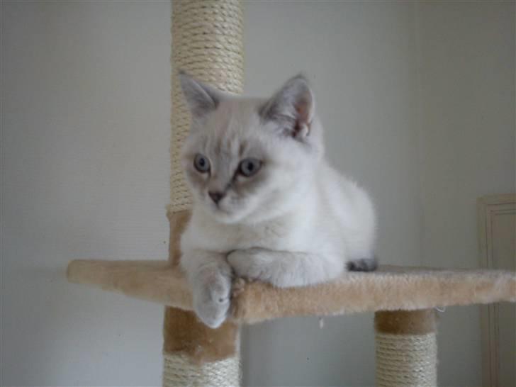 British Shorthair DK Figi's Anna- Laurette billede 4