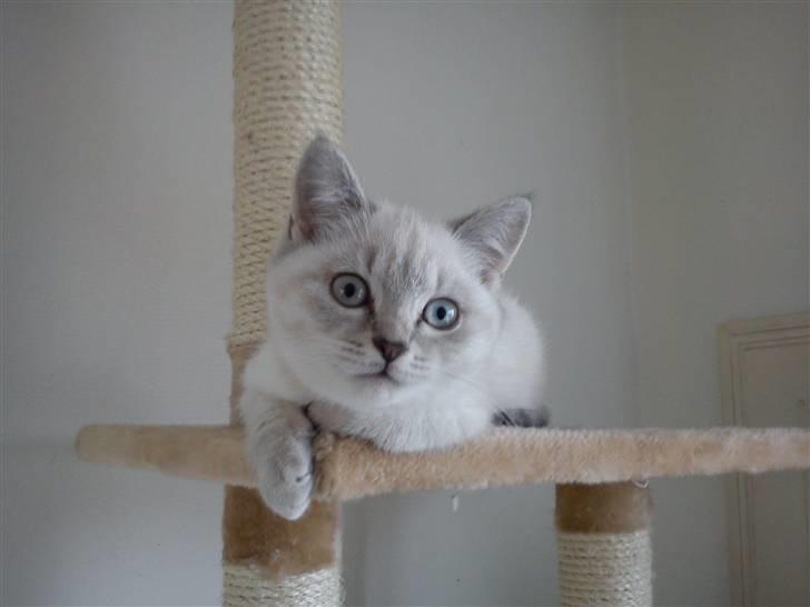 British Shorthair DK Figi's Anna- Laurette billede 5