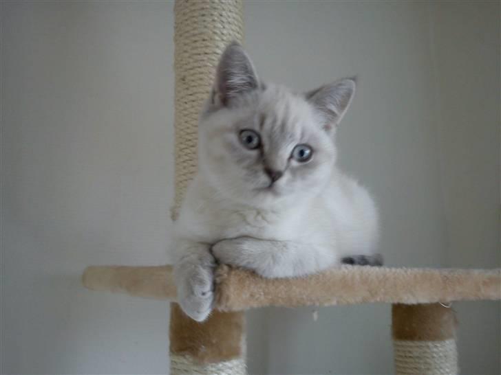British Shorthair DK Figi's Anna- Laurette billede 6
