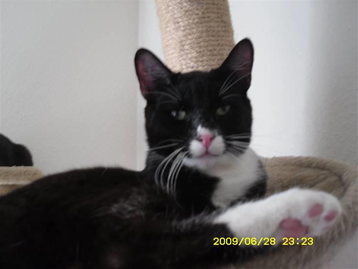 Blanding af racer Simba billede 2