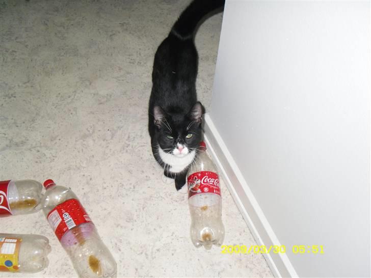 Blanding af racer Simba billede 3