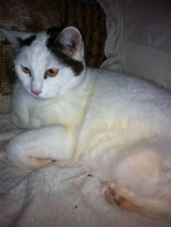 Huskat Sally billede 9