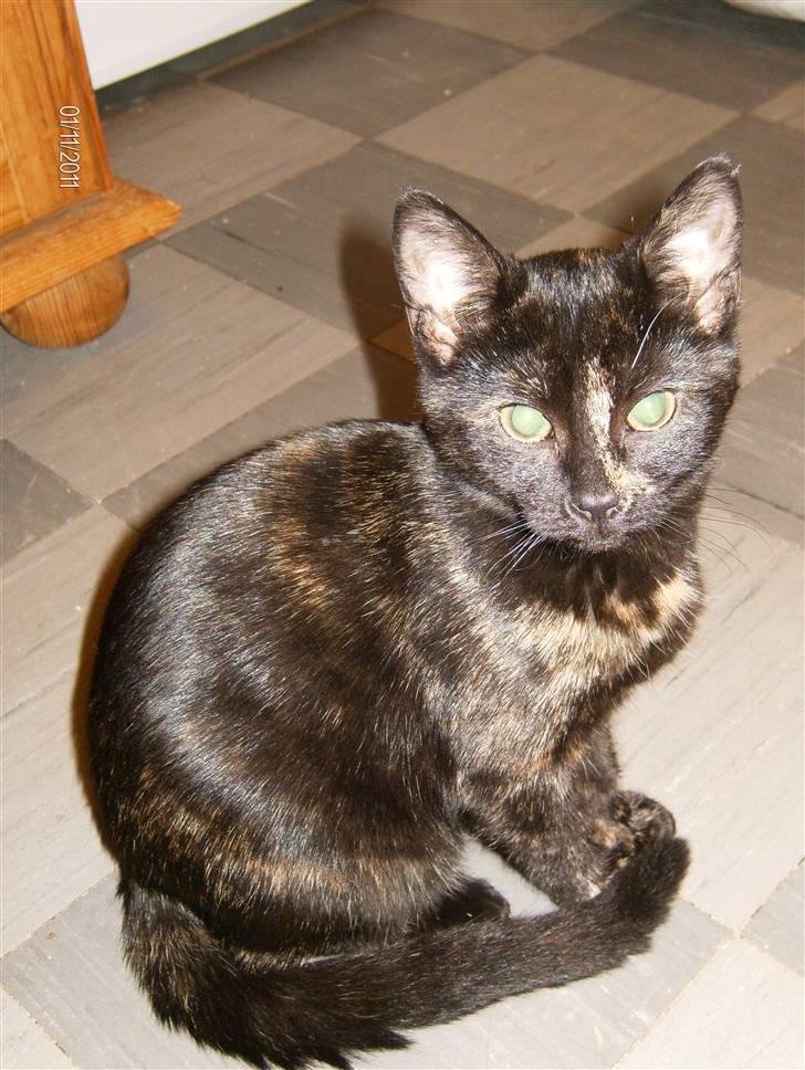 Huskat Limea billede 8