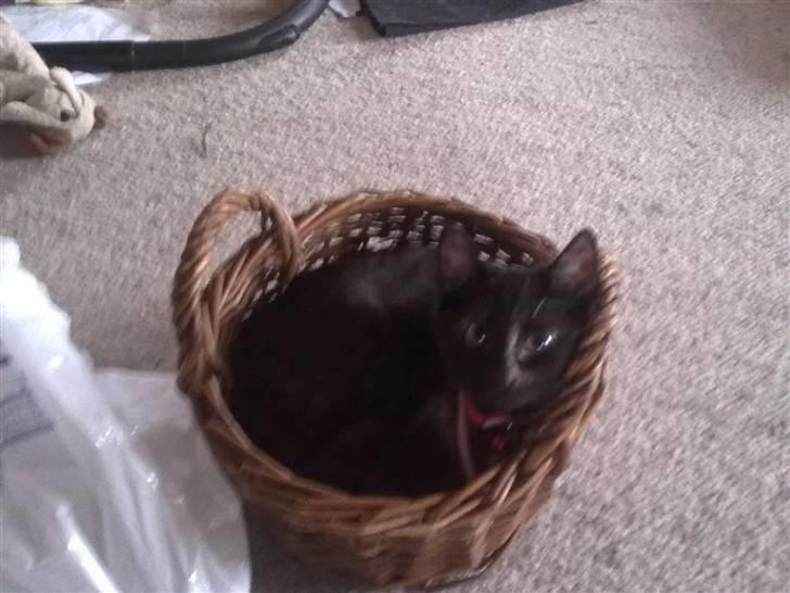 Huskat Limea billede 9