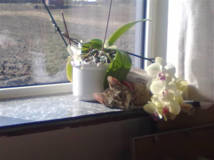 Huskat lucky billede 11