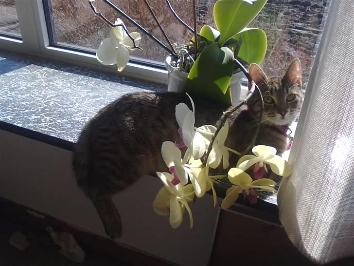 Huskat lucky billede 12